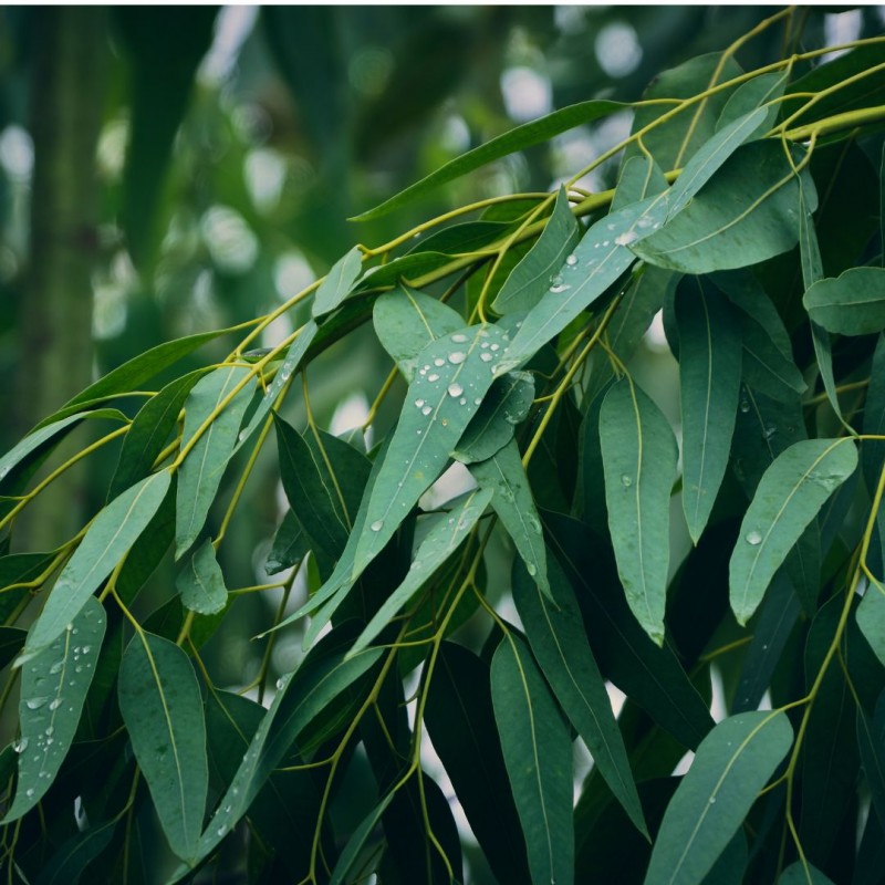 Eucalyptus