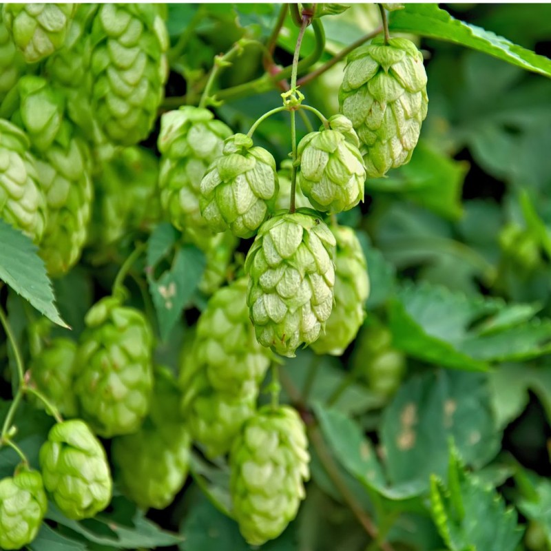 Houblon