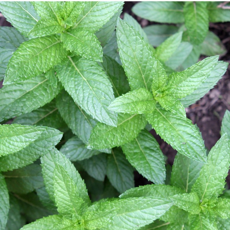 Menthe poivrée